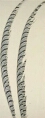 Plume de faisan Lady A. naturel (Goutière)